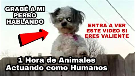 porno de perro|Mira vídeos porno auténticos de zoofilia con animales gratis